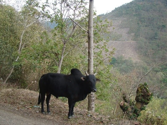 Thutho (Ameshi, Sheapi, Chokru, Tseso)