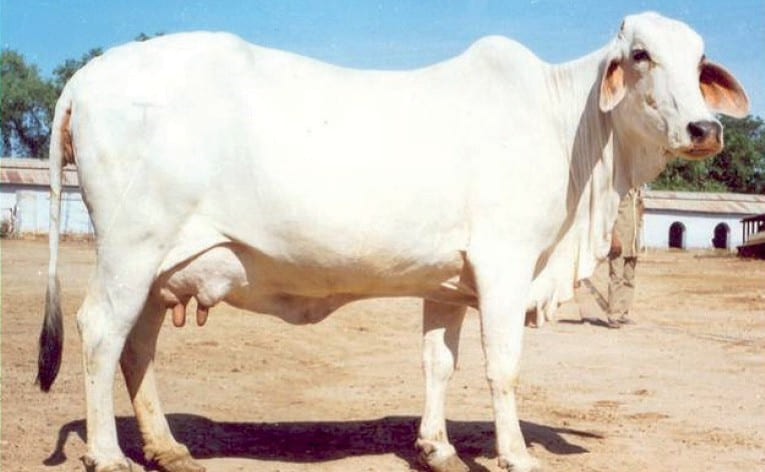 Tharparkar