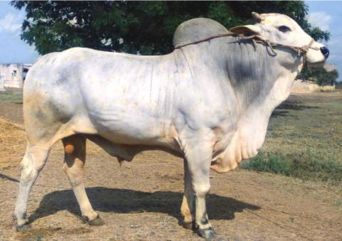 Ongole