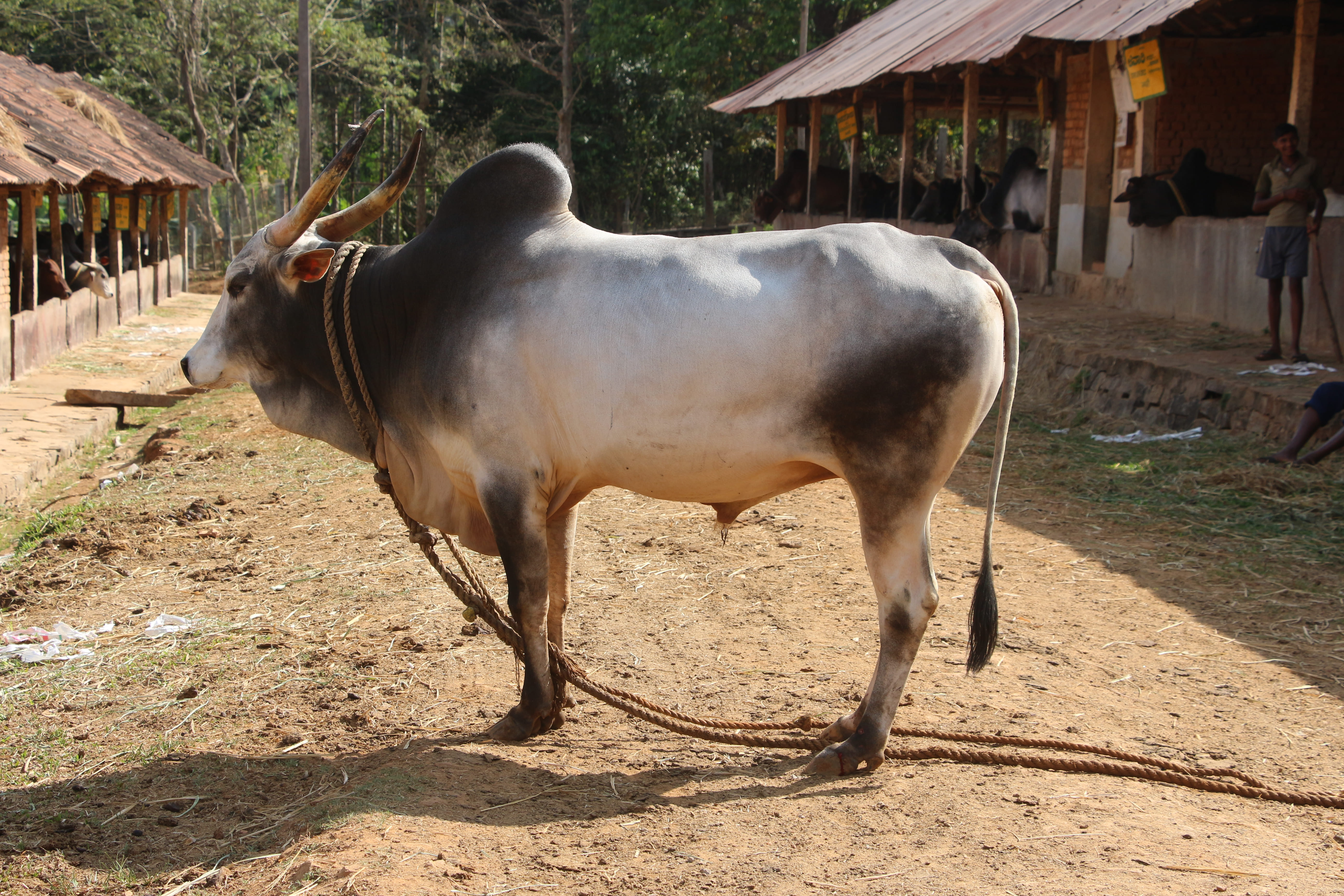 Krishna Valley