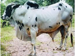Dangi (Kandadi)
