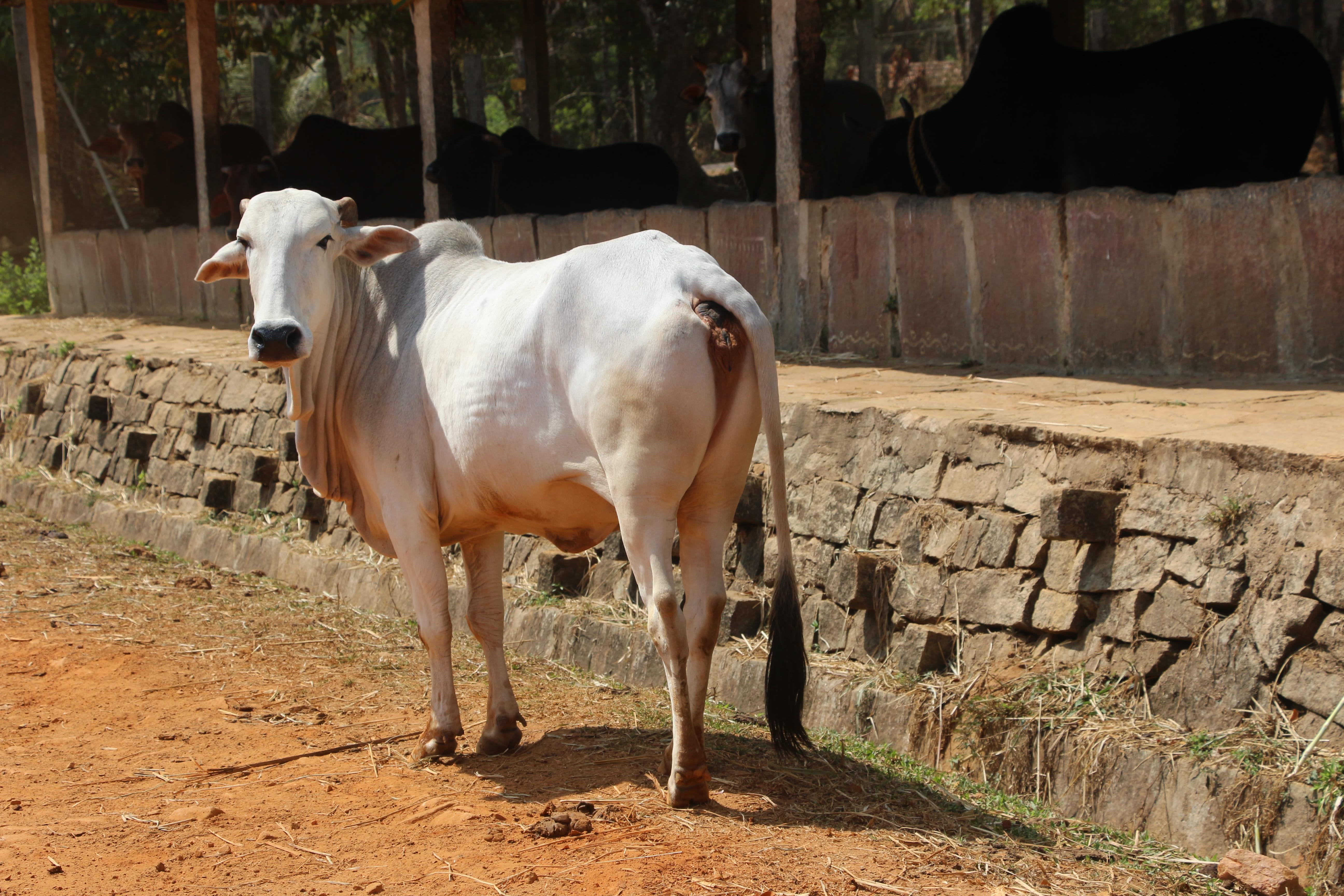 Gaolao (Arvi, Gaulgani)
