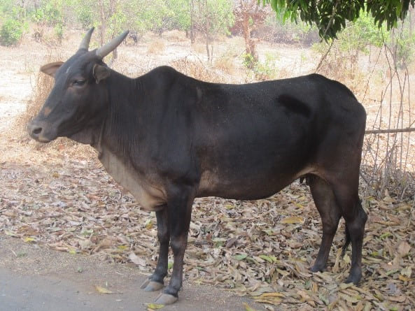 Konkan Kapila (Konkan gidda)