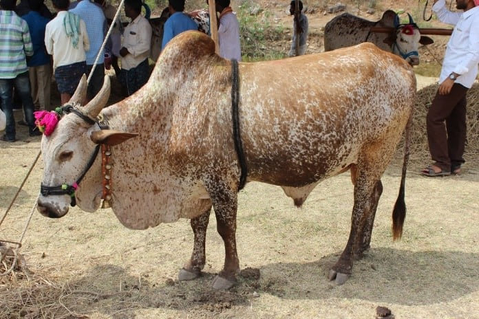 Poda Thurpu