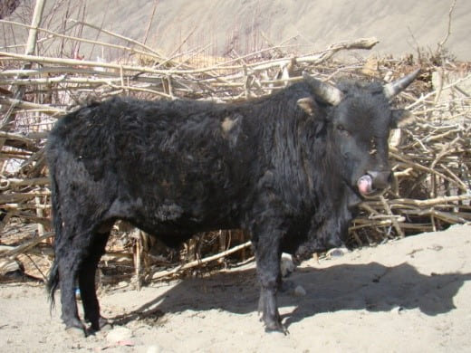 Ladakhi