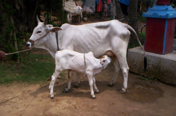 Binjharpuri