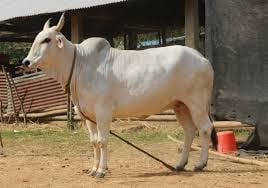 Gangatiri (Eastern Hariana/Shahabadi)