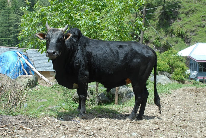 Himachali Pahari (Gauri, Himdhenu)