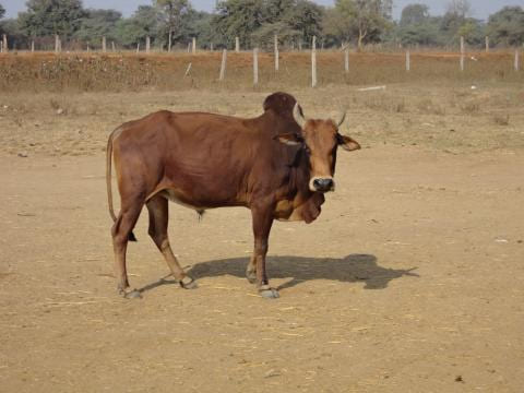 Kosali