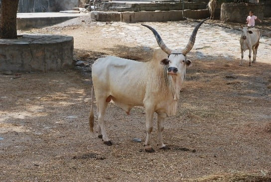 Nari (Sirohi)