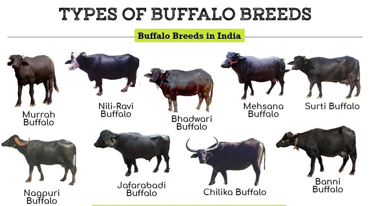Buffalo Breeds