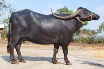 Pandharpuri