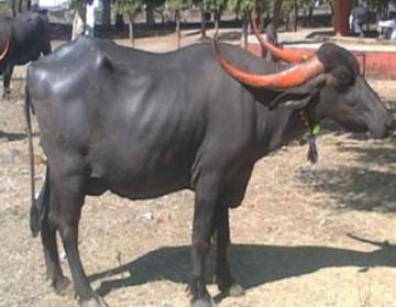 Marathwadi (Ellichpuri, Dudhana Thadi)
