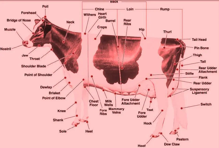 Diseases in Cattle and Buffalo