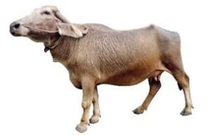 Purnathadi