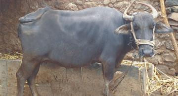 Dharwadi