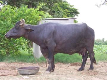 Mehsana