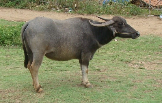 Bargur (Malai Erumai or Malai Emmai)