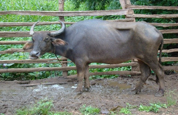 Chhattisgarhi